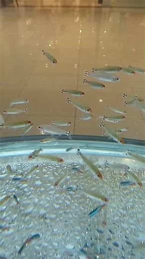 Rummy nose tetra Neon tetra | Golden FISH Store