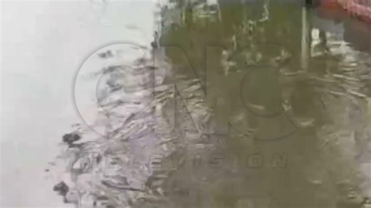 #Noticias || #Loreto || BUFEO COLORADO APARECE EN LUGAR CERRADO EN IQUITOS | CNC Televisión