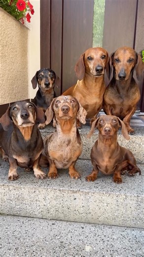 Barney, Benji, Monty, and Ozzie didn’t just cross borders, they conquered them. 🐾 A 1,000-mile drive, one determined human, and four very well-travelled dachshunds. From the overnight road trip to check-in, the smoothest part of the journey? That bit under the Channel. 😜 📸: @the_daxie_trouble #LeShuttle #DogTravel #PetFriendlyTravel #RoadTripEurope #DachshundLife #FamilyTrip #DogsWhoTravel #EuropeByCar | LeShuttle