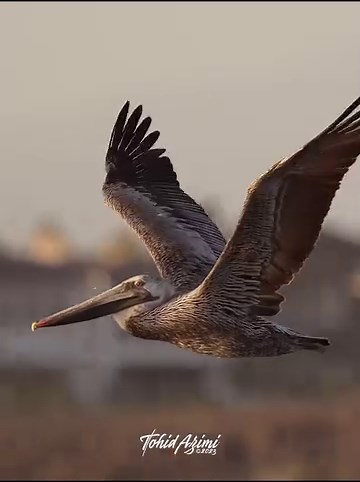 7.7K views · 41 reactions | Brown Pelican flying over the sky of Bolsa Chica Ecological Reserve . . . #pelican #brownpelican #bolsachicaecologicalreserve #bolsachicawetlands #bolsachica_lt #bolsachicaconservancy | Ta2020photography | Facebook