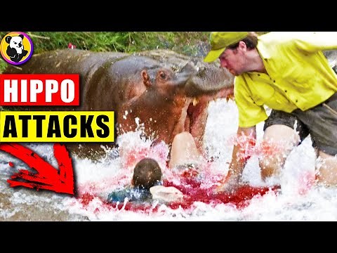 Hippo Rampage: Unseen Footage of the Most Dangerous Animal Attacks!