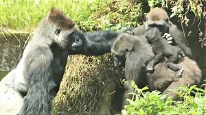 Sweet interaction between gorilla couple- Gorilla husband D'jeeco quickly drag his wife out cave, Happy gorilla meeting so cool & sweet. | Cool Animal