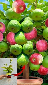 7.1K views · 110 reactions | Great Technique For Grafting Guava and Apple Fruit To Guava Tree With Aloe Vera, Growing Guava Tree #freshfruit #famers #gardentree #instagram #nature #reelsvideo #fruitsalad #treegarden #bhfyp #garden #agriculture #reels #fitness #reelsviral #reelsfb #trees #apple #guava | Tree Garden | Facebook