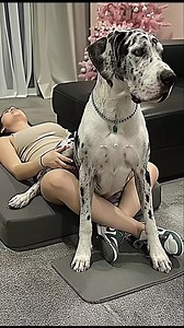 Best Family Dog Breed: Choosing Between Cane Corso, American Bully, Boerboel, German Shepherd