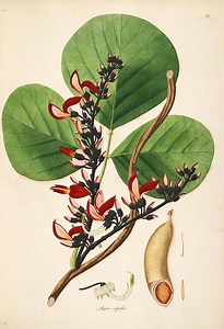 Butea Superba：使用、副作用、相互作用、投与量、および警告 - ビタミン - サプリメント 2025