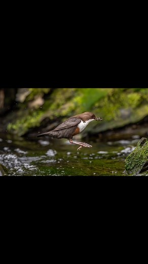 “JUMP” Dipper Still feeding chicks! #birds #naturephotography #birdphotography #wildlifephotography #naturelovers #wildlifephotographyuk #wildlife #wildphotos #bird #birdphotographyhides #dippers #nikon z9 | Nigel Miller