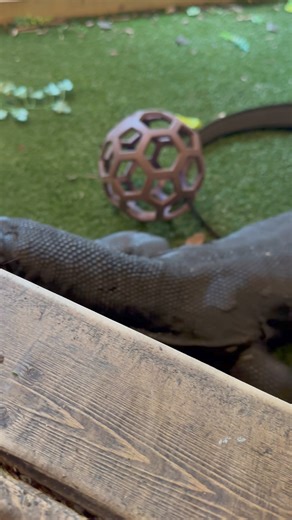 Daily dose of Dexter Saturday morning greetings | The Happy Monitor