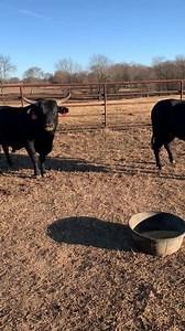 5.6K views · 436 reactions | Chad Berger Bucking Bulls on Reels | Facebook