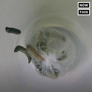 3.7M views · 20K shares | These worms are a natural solution to disposing of plastic | Did You See This? | Facebook