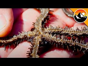 BIZARRE Creatures Found While Tide Pooling!