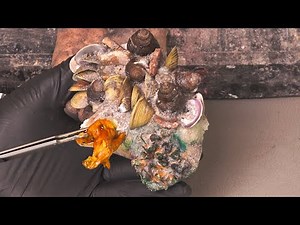 Extremely Long Toenails, Abnormal Growth Of Black Mud 👣 Professional pedicure process #150430#