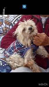 1M views · 10K reactions | Un desesperado llamado hizo un adulto mayor, a quien se le perdió su perrito Betton en La Serena. El can ha sido compañero del hombre por 15 años y, según palabras de su dueño, "es el único con quien converso (...) lo necesito, no puedo vivir sin él". La última vez que el perrito fue visto fue en calle Lautaro con Caupolicán y vestía una capa azul cuadrillé. Si tienes información, contáctanos al DM. | Radio Bio Bio | Facebook