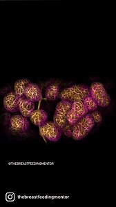 Myoepthelial cells respond to the hormone oxytocin (which is released when a child nurses), contracting and ejecting milk from alveoli in a mother’s breasts. This incredible image won 2nd place in the @nikonsmallworld 2022 Photomicrography Competition. Thank you and congratulations to Caleb Dawson for taking this amazing shot. As a nursing mother it makes the tightening, cramping sensation of my let-down make so much sense! It also makes me feel really bloody grateful for every fiber and cell in