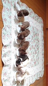 Watch closely 👀🐶 Our Chihuahua puppies at dinner time 🐾🍽️ #ChihuahuaPuppies #PuppyReels #TinyDogs #DogLovers #ChihuahuaLife | Royal Tiny Chihuahua Puppies