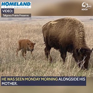 BABY BISON ALERT 😍 The first bison calf of 2021 was seen Monday morning at the Tallgrass Prairie Preserve in Pawhuska! Now is a great time to visit the preserve to view the precious bundles of joy along with the 2,100 adult bison that roam freely. Learn more, and tell a friend who would LOVE to go! https://bit.ly/3swB6dD | KOCO 5 News