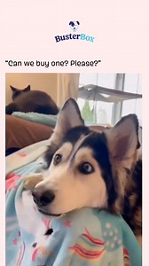 1.3K views · 14 reactions | Get that puppy a trampoline!  | BusterBox | Facebook