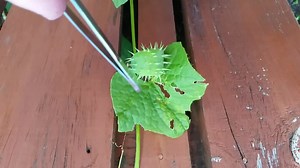 File:Exploding cucumber (Cyclanthera explodens) in slow motion.webm - Wikimedia Commons