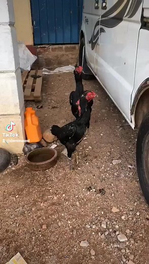 #Aseel #Shamo #demon #Queen #breeder | Demon Aseels Sri Lanka