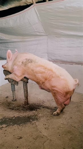 Porcino bailarin #cerdo #porcino #granja #zootecnia | Porcicultura es mi vida