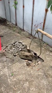 Daily African Animals on Reels