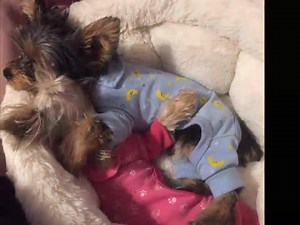2.7K views · 324 reactions | A Sleepy Yorkies Video  | Yorkies Care | Facebook