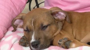 New Parvo treatment seeks to give dogs a second opportunity at life