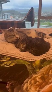 1.4K views · 119 reactions | Cooper and his foster brother, Monty. Monty is a great nurse ♥️ | Kitten Inn | Facebook