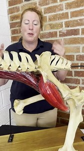 The iliospoas muscle group is important for flexing the lumbosacral junction and the hip joint... | Horses Inside Out