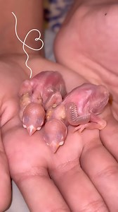 Fawn Java chicks. #birds_matter #fawnjava #reelsfbシ #cute #cutebaby #nature | Parrot finches world
