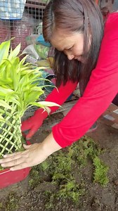 18 reactions | How to apply moss... | South Victoria Garden | Facebook