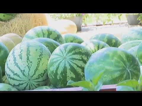 Dr Richard Wallace Discusses East Texas Cyclospora Outbreak