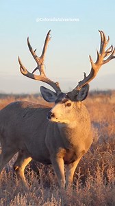 Let me see the largest mule deer you've seen! #coloradoadventures #wildlifevideos #Colorado #coloradowildlife #wildlife #wildlifeaddicts #foryou #muledeeraddiction #muledeer #muleys #muleyfreak #muleyfreak | Colorado Adventures