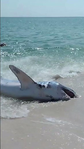 Dramatic video shows massive shark rescued after becoming stranded on Florida beach #shorts