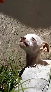 Scared puppy tries to bite the guy who saves her — now she can't stop licking his nose 💙 | Little But Fierce by The Dodo