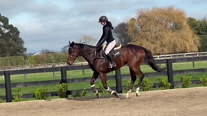 2nd ride off the track for Raj - 16hh-ish 4yo Iffraaj gelding. I’ll probably offend a few Iffraaj owners when I say he’s a better mover than a lot of Iffraajs that I’ve met…I really like his canter. He’s in the bargain bin price range, will develop into a nice horse with time. No windsuck or known injuries, and the only quirk we’ve seen is he’s a dick to let go in the paddock, which shouldn’t be too hard to iron out. | EventStars Ltd