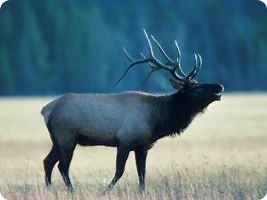 • HÚSVÉTI LOCSOLÓVERSEK 140 VERS