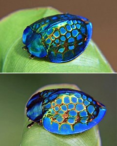Sous son éclat métallique, le coléoptère tortue bleue (Charidotella sexpunctata) cache une étonnante leçon de biologie et de camouflage. 🪲 Cette petite merveille de la famille des Chrysomelidae doit son nom à sa forme arrondie rappelant une carapace miniature. Mais ce qui fascine surtout les entomologistes, c’est sa capacité à changer de couleur : selon la lumière, son dos passe du doré au bleu translucide. Ce phénomène s’explique par la structure microscopique de son élytre, qui agit comme un 