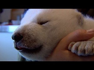Danish polar bear cub Siku is the latest web star