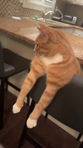 17K views · 360 reactions | When your cat stops meowing and starts Mewing | An anime page but is more like a Jojoshitposting Machine | Facebook