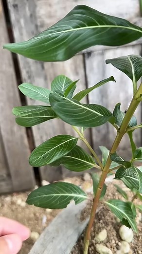 Make Your Periwinkle Bloom Faster Than Ever—Thanks to This Gel! 🌸💥 #garden #plants #PlantTips #indoorplants | Succulent Plants