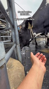 46K views · 1.3K reactions | Last pasok sa farm ago mag holiday mga baks. #cows #cow #nz #newzealand #newzealandlife #farmlife #farm #farming #ph #philippines #pinoy #pinoyinnz #milking #dairy #dairyfarm #love #lunch #life #fyp #foryourpage #fypppppppppppppppppppppppppppppppppppppppppppppppppppppppppppppppppppppp #reels #reel #fypchallenge #fypシ゚viralシfypシ゚ | Riri Cabrera | Facebook