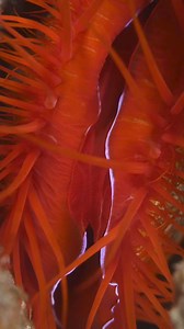 A amazing sea animal - Electric Disco Clam (Ctenoides ales, lat). The clam's flashes were once thought to be bioluminescence, a result of light-emitting chemical reactions such as those that give fireflies and deep-sea fish their glow. Scientists now know that the display is due entirely to reflected light. The video was taken at a depth of 15m. 🤿📸 Lighting ➡️ Big Blue Dive Lights Hong Kong Headquarter Tulamben, Bali, Indonesia 🌏 Many thanks for watching, lovely people ❤️🙏❤️ | Yury Ivanov