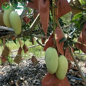 [Hot Item] Vent Hole Fresh Fruit Protection Tree Bag Mango Pulp Aseptic Bags