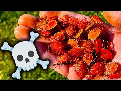 Redback Spider & Stink Bug Roundup Spring 2025 A Few Nasty Surprises 🔥