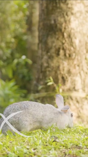 At Xandari, celebrate the season of hope with our very own Easter bunnies. #MyXandari #XperienceXandari #TheXandariExperience #Alleppey #Backwaters #Mararikulam #Beach #Thekkady #Wildlife #Tourism #Travel #TravelMemories #HappyEaster | Xandari Resorts