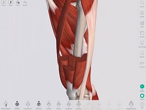 The lower limb can be difficult to revise without some visual help. Take a look at how you can perform a virtual dissection of the quadriceps with the 3D model in Complete Anatomy! | Complete Anatomy