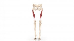 Female Lower Limb Vastus Intermedius Muscle Stock Footage Video (100% Royalty-free) 3561217087 | Shutterstock