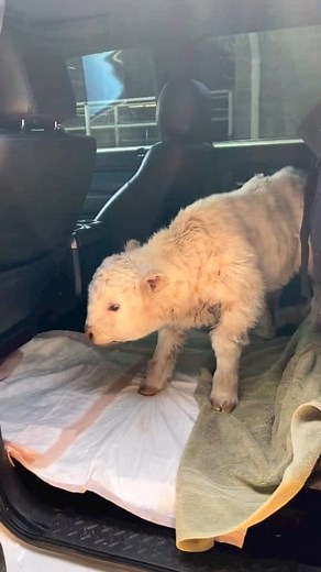 Who said Raptors aren't for hauling cattle😂 Source: rad__decals 🔥20% OFF Methods, Link in Bio🔥 #minicow #cattle #fordraptor #raptor #offroad #offroading #4x4 #ranching #fullsend #cows #raptorworld | raptor.world