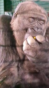 8.3K views · 101 reactions | Beautiful gorilla enjoying her fruits | Gorilla Channel | Facebook