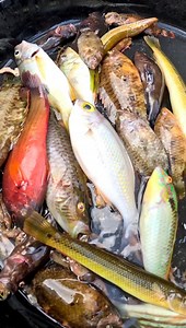 CATCH AND COOK Pagkalamia sa tinuwa kuha sa pamingwit 😋🤤| Purting pagka Ayusssaaaaa sa sabaw namituon 🤤🥰 #viralvideo #foodtrip #voiceover #tabuelantavines | Tabuelan Ta Vines
